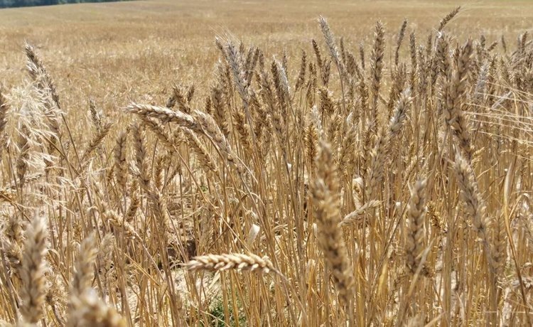    Снижение урожая зерна в Евросоюзе ученые хотят компенсировать инновационной селекцией растений