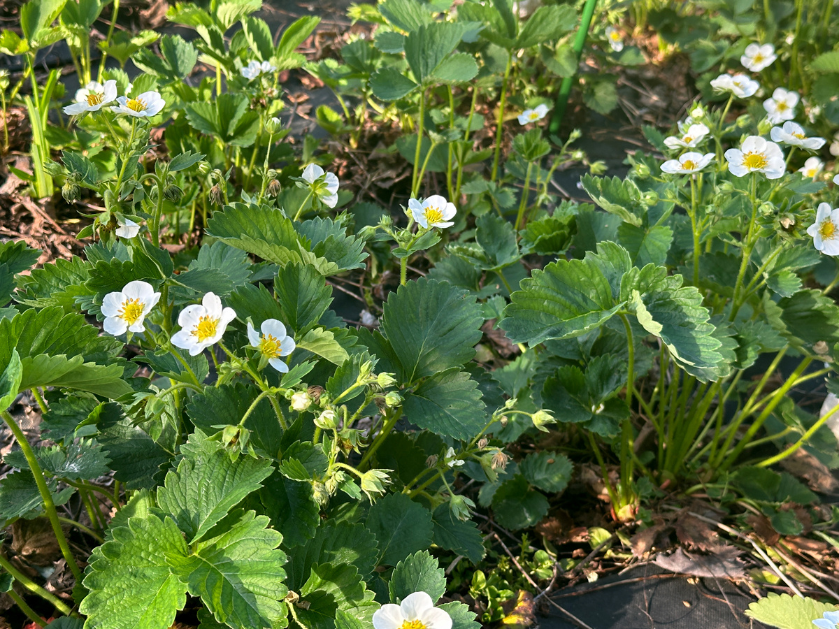 Фото © «Московская газета»