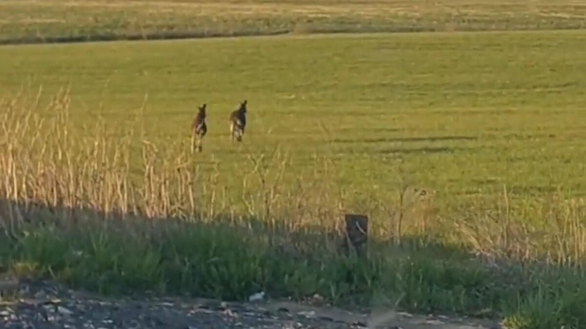    Видео: Соцсети