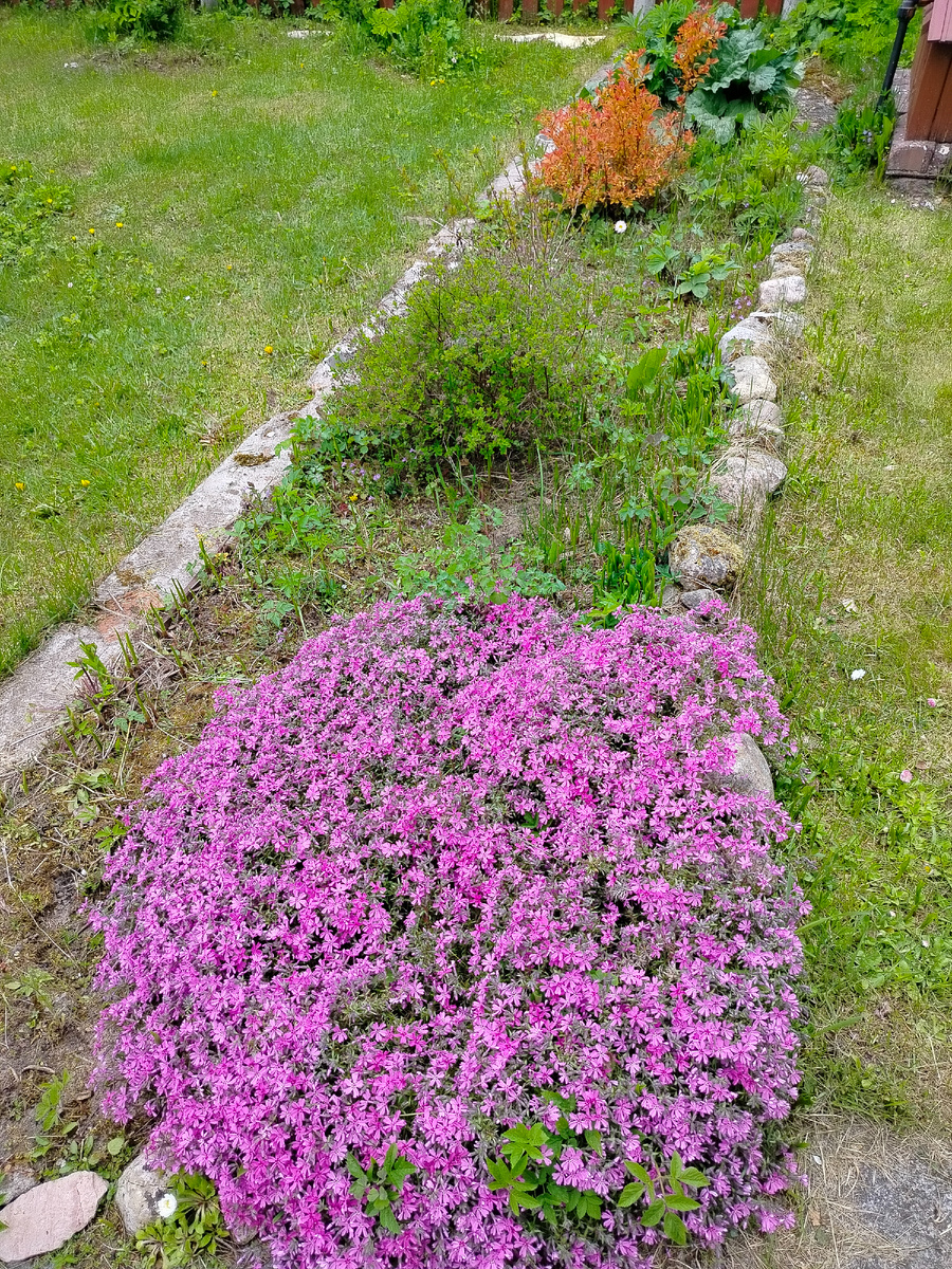 На дачном участке нашей знакомой