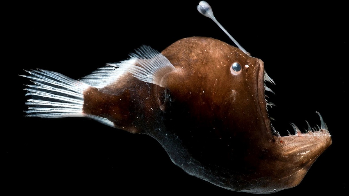 Европейский Удильщик