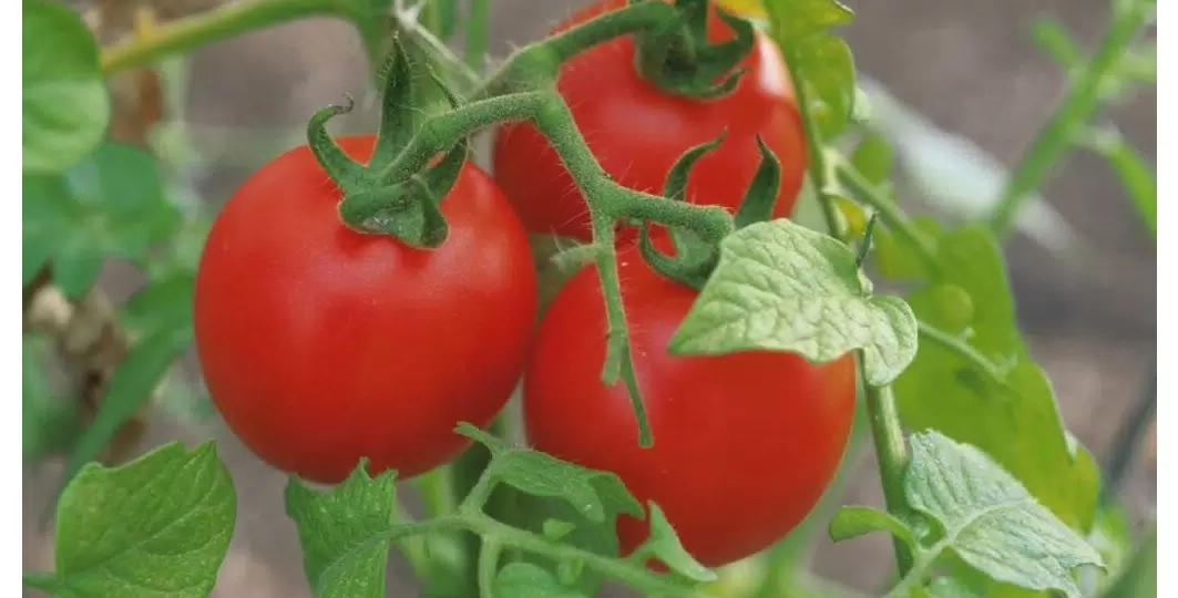 Когда сажать помидоры в открытый грунт: сроки, приметы и советы по уходу