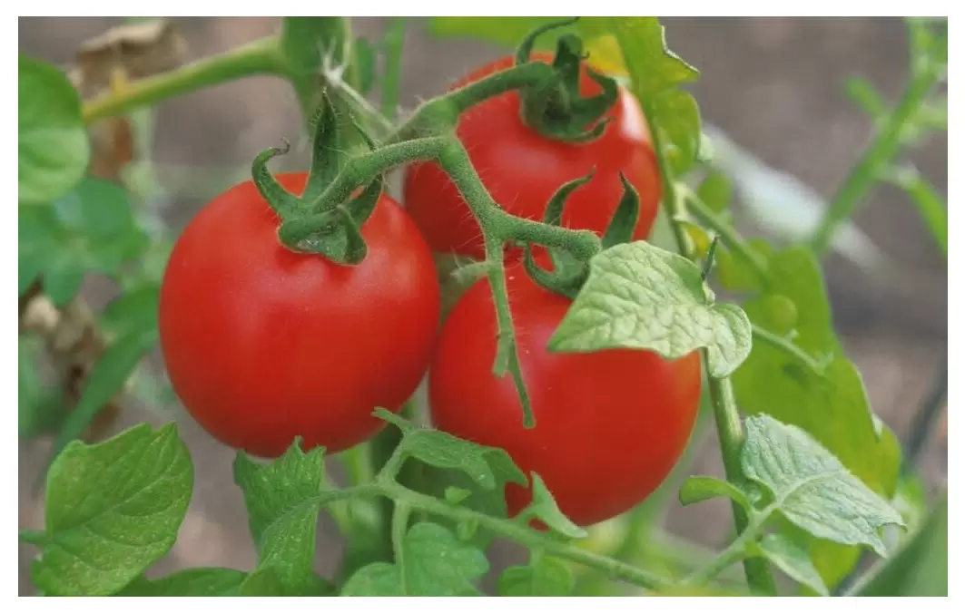 Настоящие помидоры — с грядки, с запахом земли и лета! 