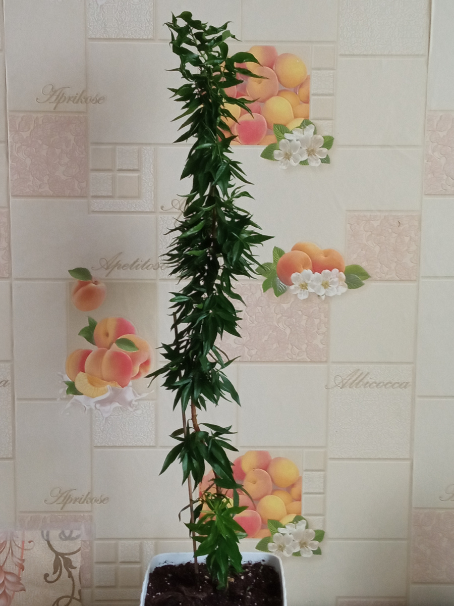 Мирт персидский