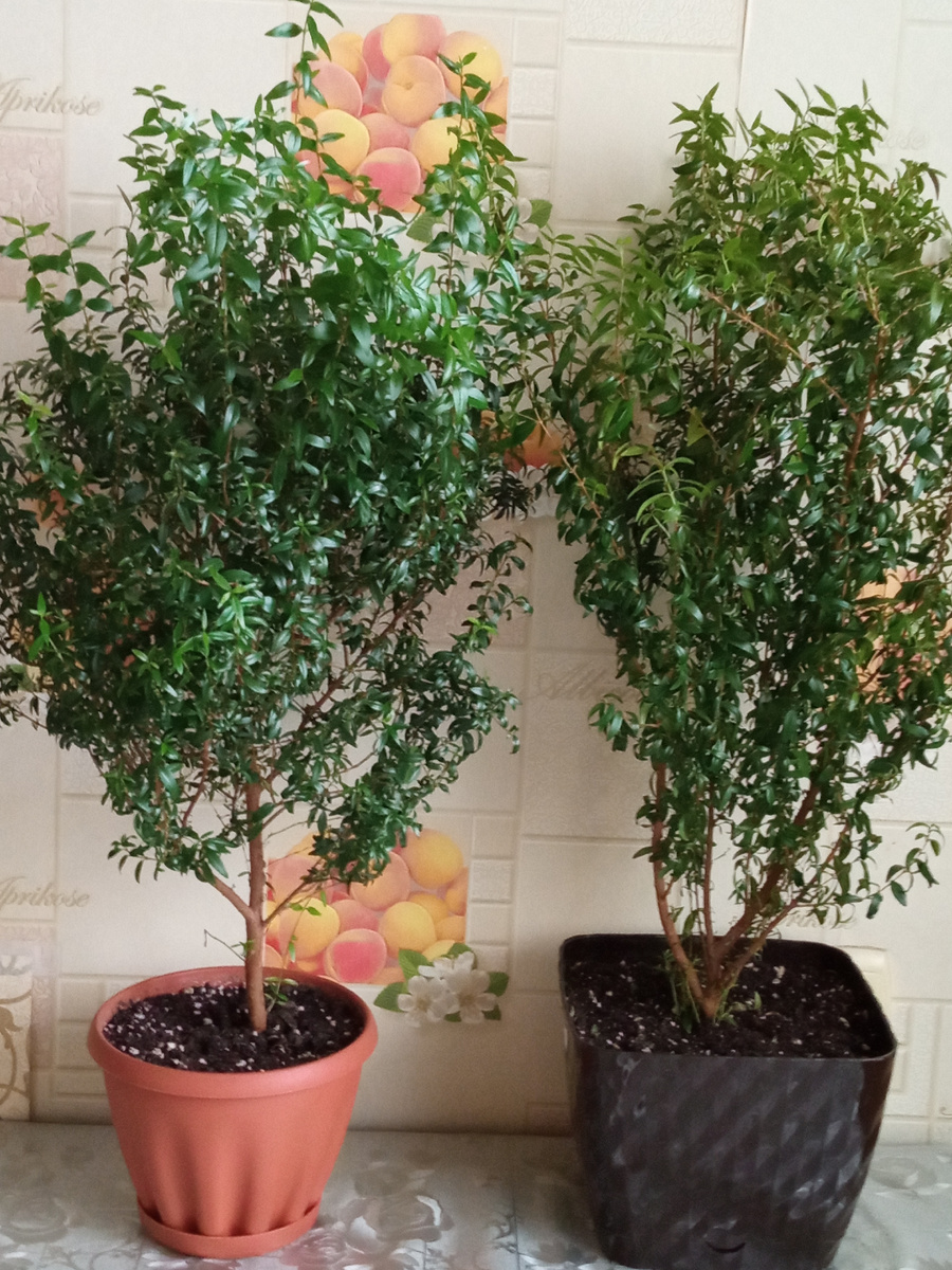 Слева мирт обыкновенный, справа розовеющий.