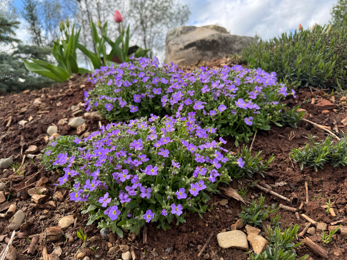 Обриета.  Второй сезон. Жду когда заполнит собой весь склон)