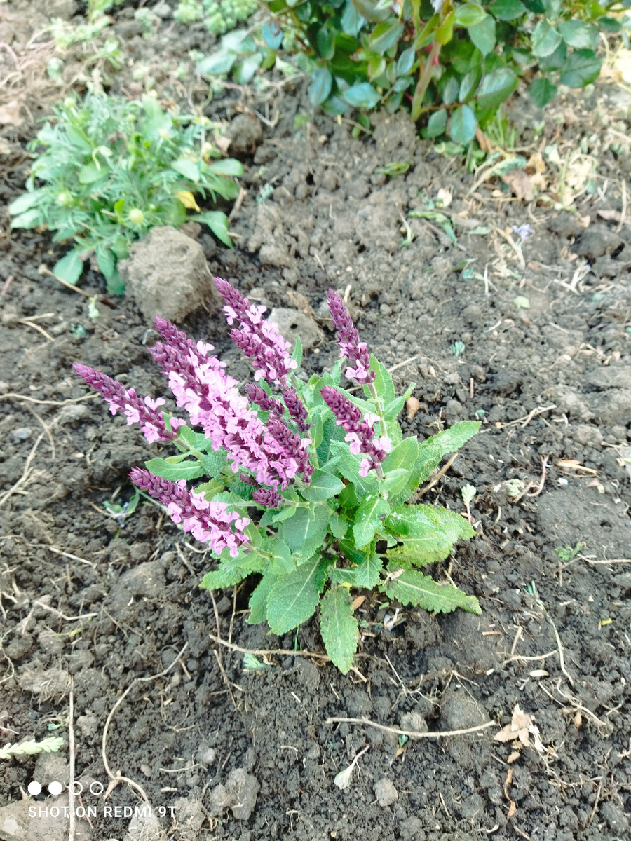 Шалфей розовый