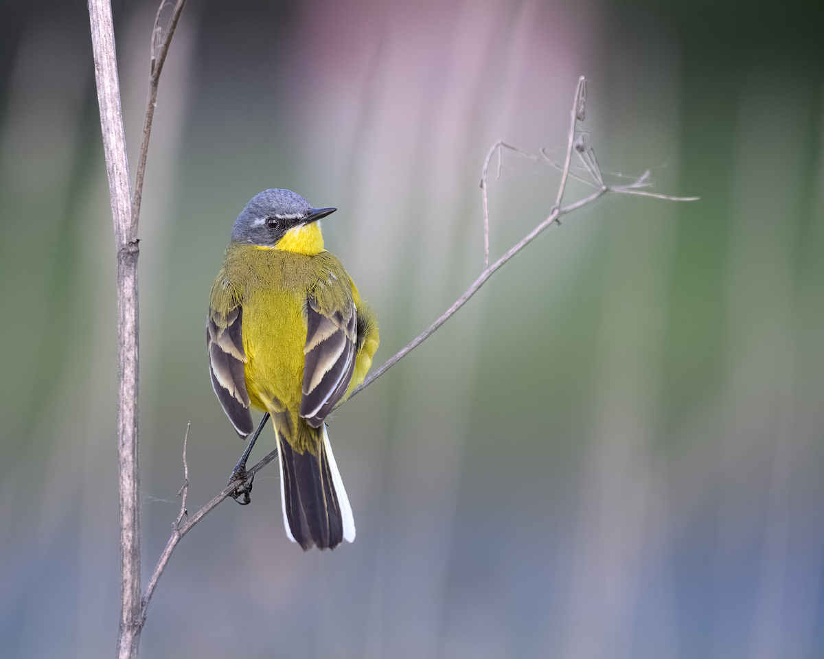 Уникальный обитатель запада Москвы - жёлтая трясогузка
