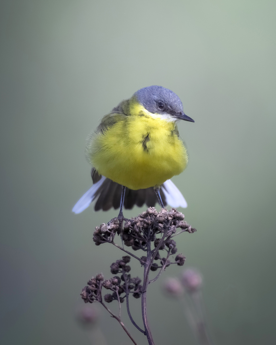 Жёлтая трясогузка крупным планом