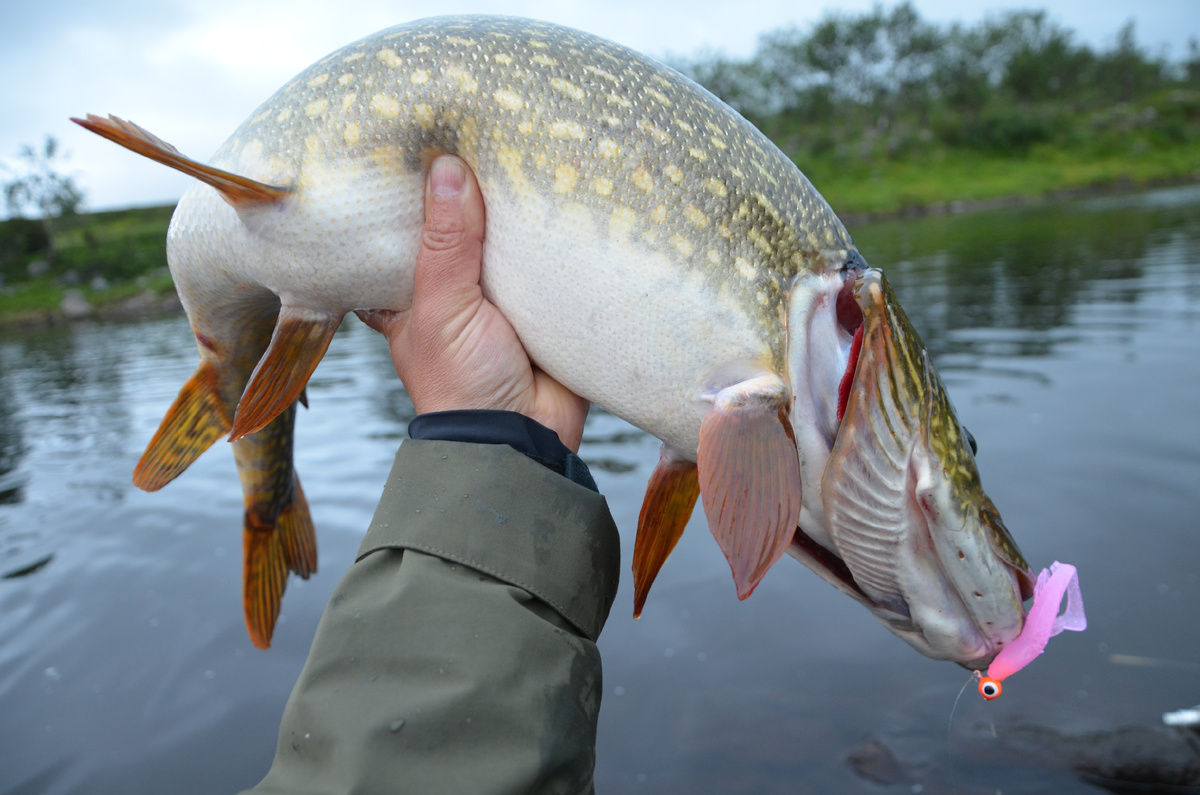 По этой щуке видно, что она совсем не голодала, прежде чем стала вашим трофеем.