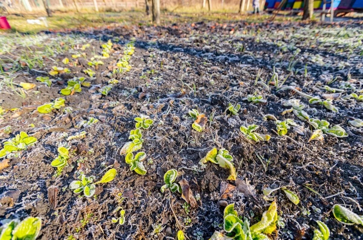    Холодная весна.