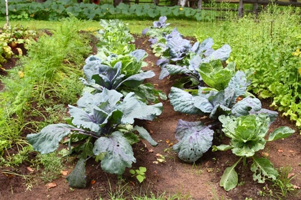    Чтобы получить богатый урожай капусты, нужна сноровка и изобретательность.