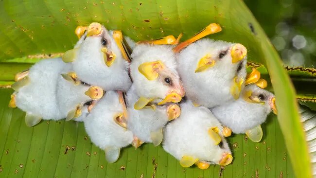 Колония гондурасских белых летучих мышей (Ectophylla alba) под листом геликонии, Коста-Рика. Гондурасская белая летучая мышь может вырастать до 4,7 сантиметров в длину. Только посмотрите на этих крох!