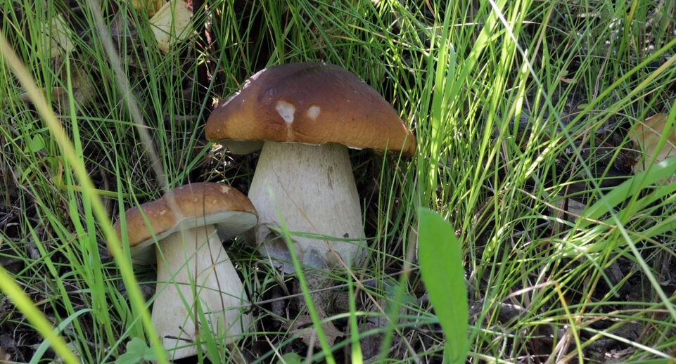    Медиасток.рф