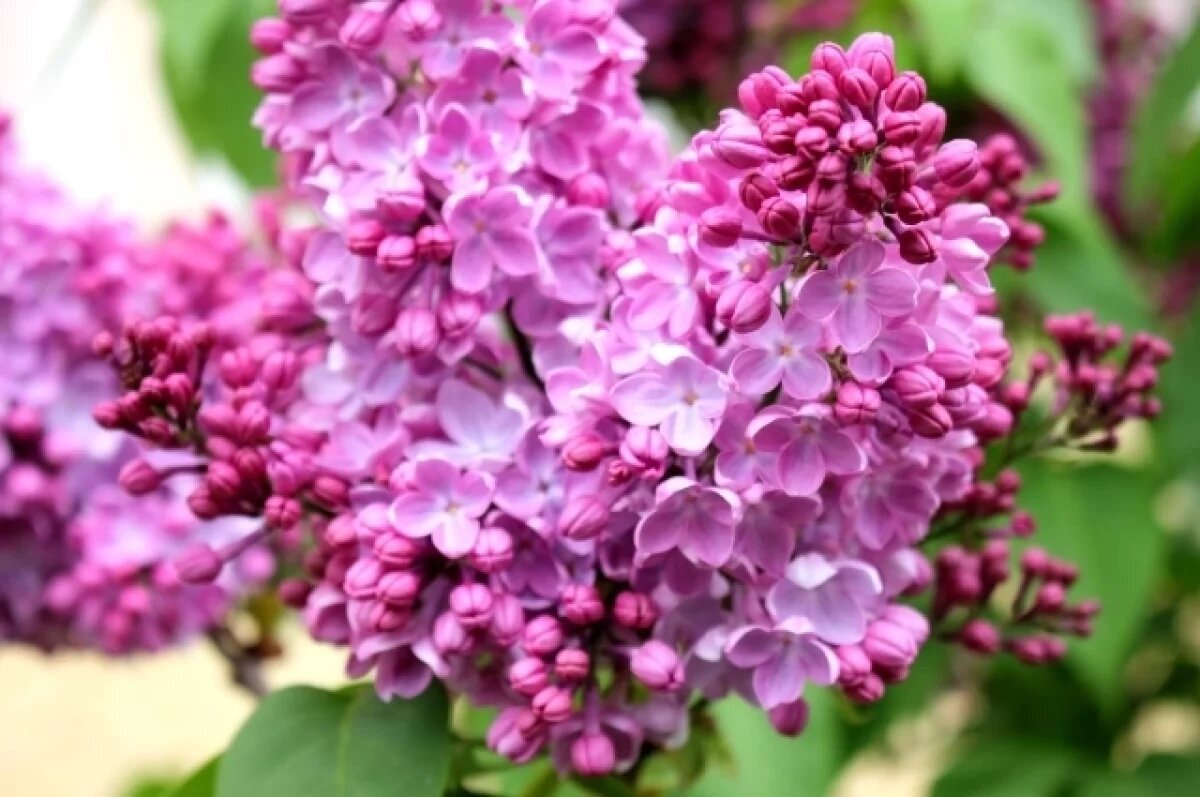    Тулякам рассказали, какое наказание может грозить за сорванную сирень