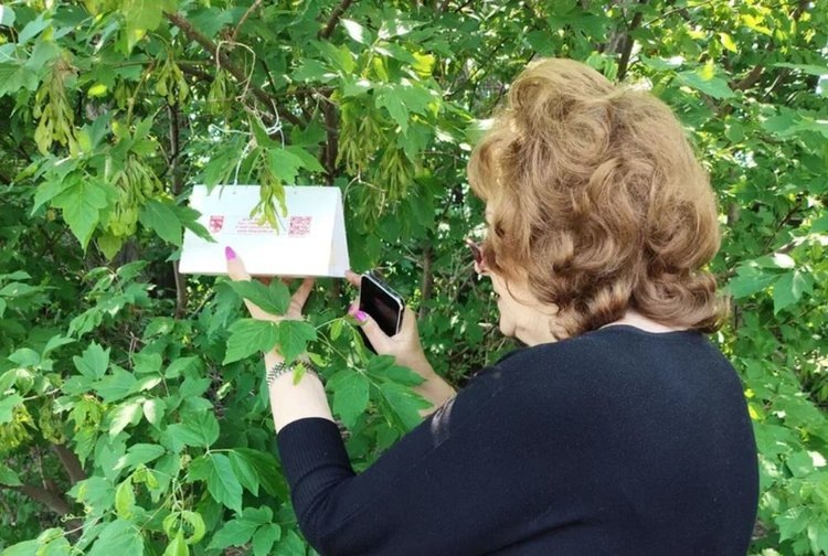    Опаснейшего вредителя плодовых в ЛНР ловят в феромонные ловушки