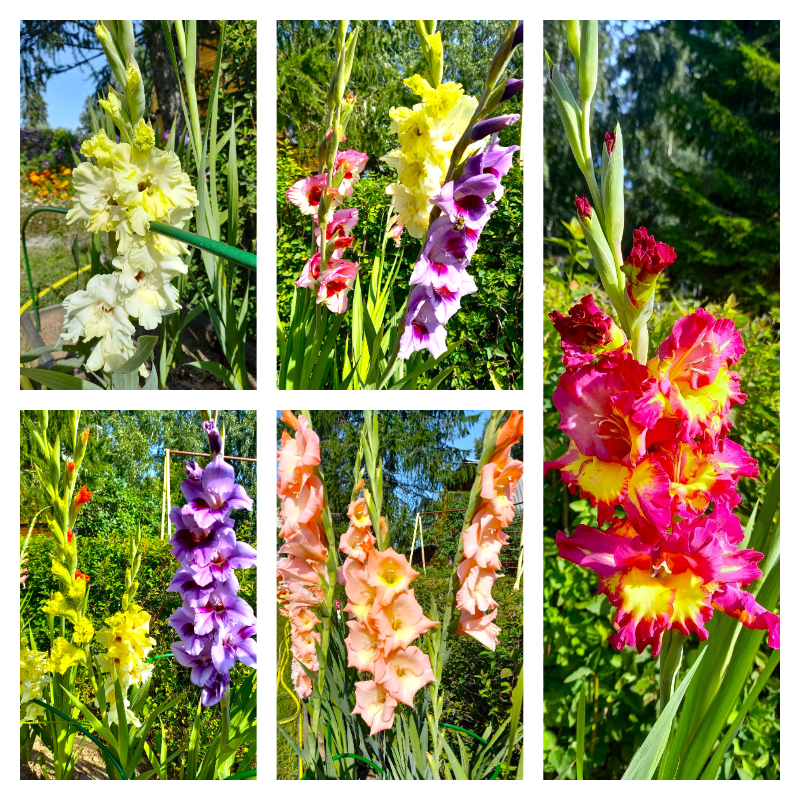  Мои гладиолусы