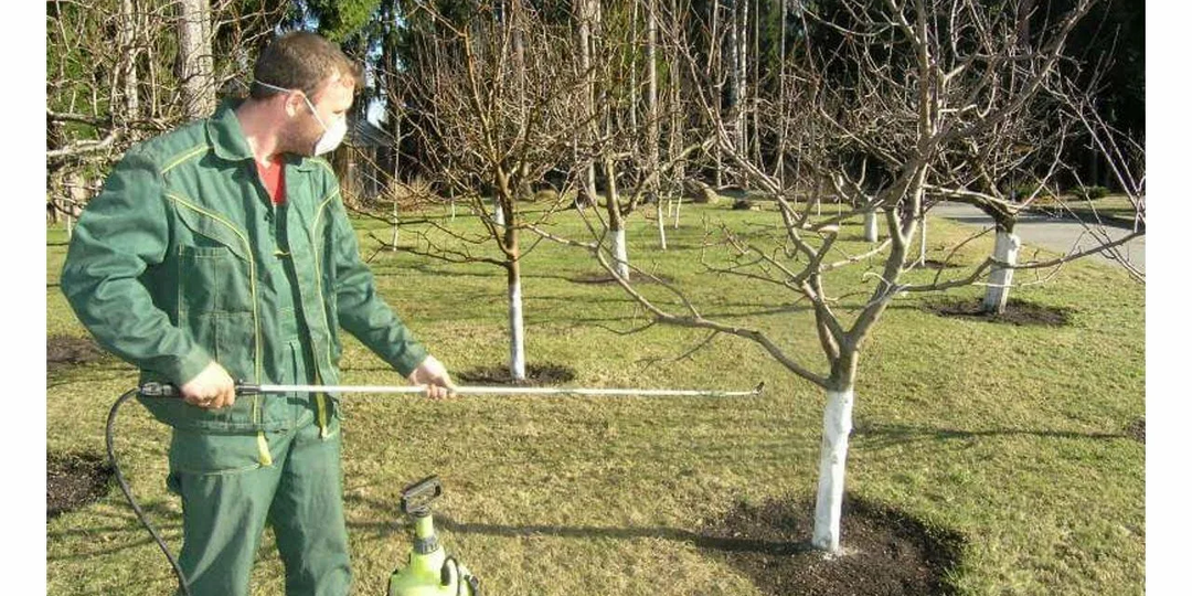 Деревья весной: три обязательных весенних обработки против болезней и вредителей