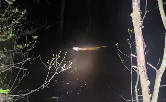    Случай произошел на реке Вишня