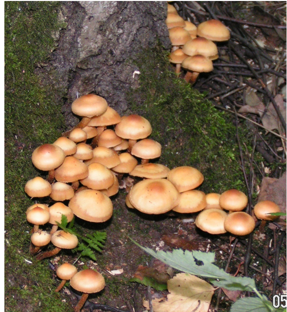 Опенок летний