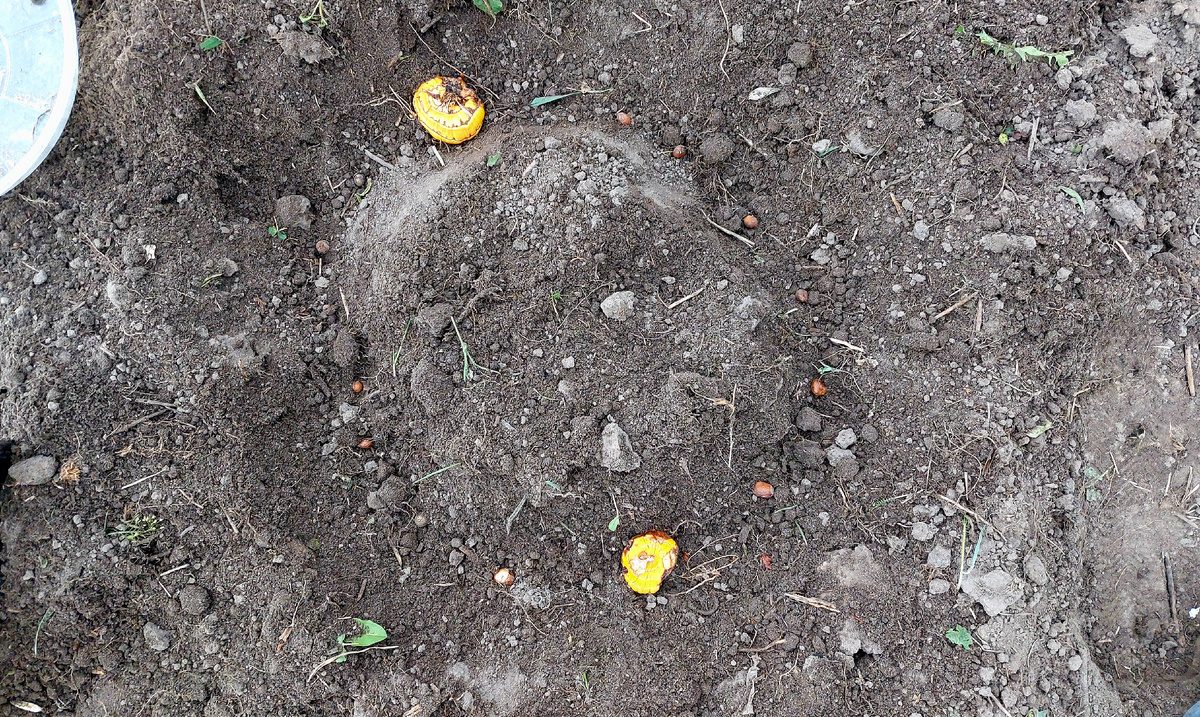 Я для себя сделала вывод, что гладиолусы лучше сажать по кругу, а не рядками