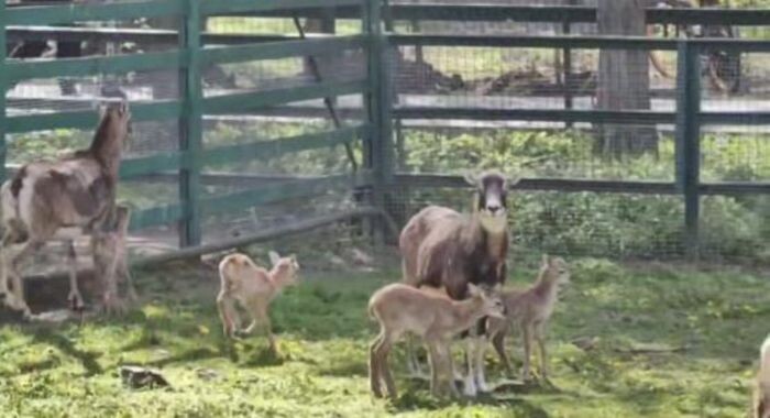 Источник фото: Пресс-служба зоопарка