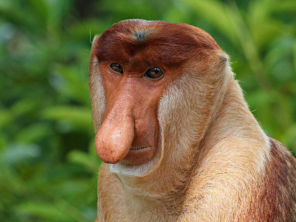 Charles J. Sharp, CC BY-SA 4.0