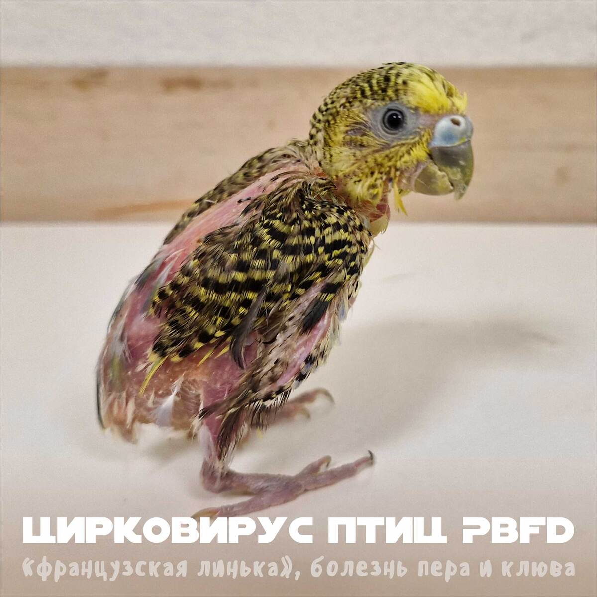 На фото волнистый попугайчик Лавруша с подтверждённым цирковирозом