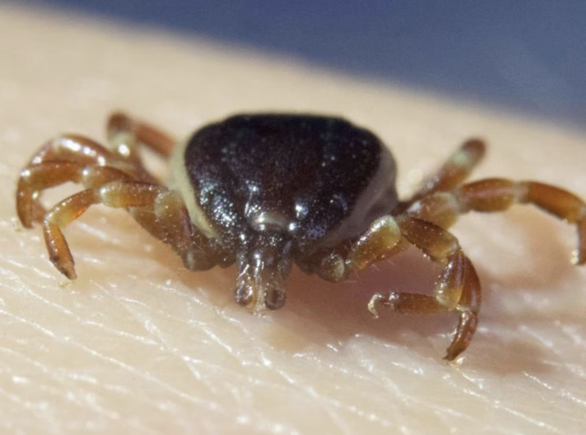 Клещ Hyalomma marginatum. Источник фото: https://www.focus.de/gesundheit/riesenzecken-mit-toedlichen-krankheitserregern-in-oesterreich-nachgewiesen_c57456b8-bf2e-40e6-ae3c-b0865f7bd9b6.html