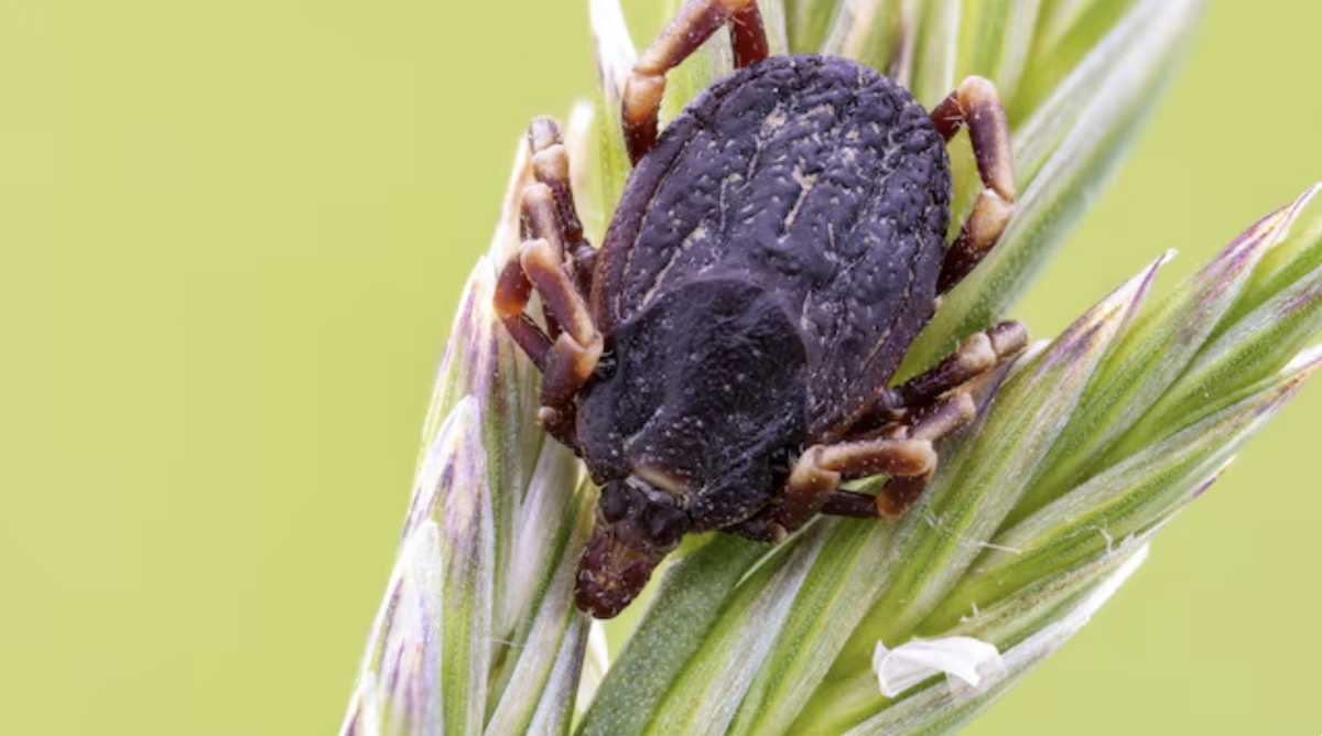 Клещ Hyalomma marginatum. Источник фото: https://www.chip.de/nachrichten/gesundheit,133928/riesenzecken-in-oesterreich-gefunden-toedliche-bakterien-nachgewiesen_3134abd9-70cd-4738-8efd-fdd651542289.html