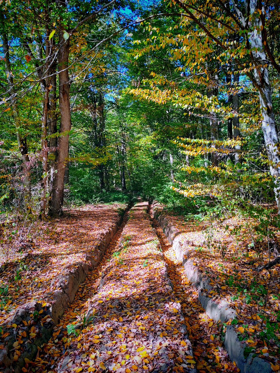 Колея от лесовоза в осеннем лесу где-то под городом Хадыженск