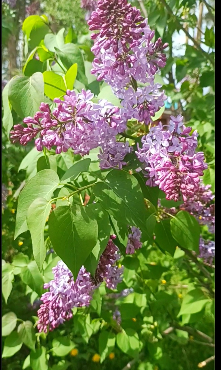 Фотография автора 