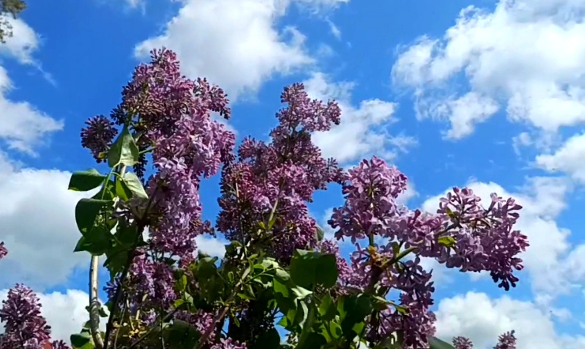 Фотография автора