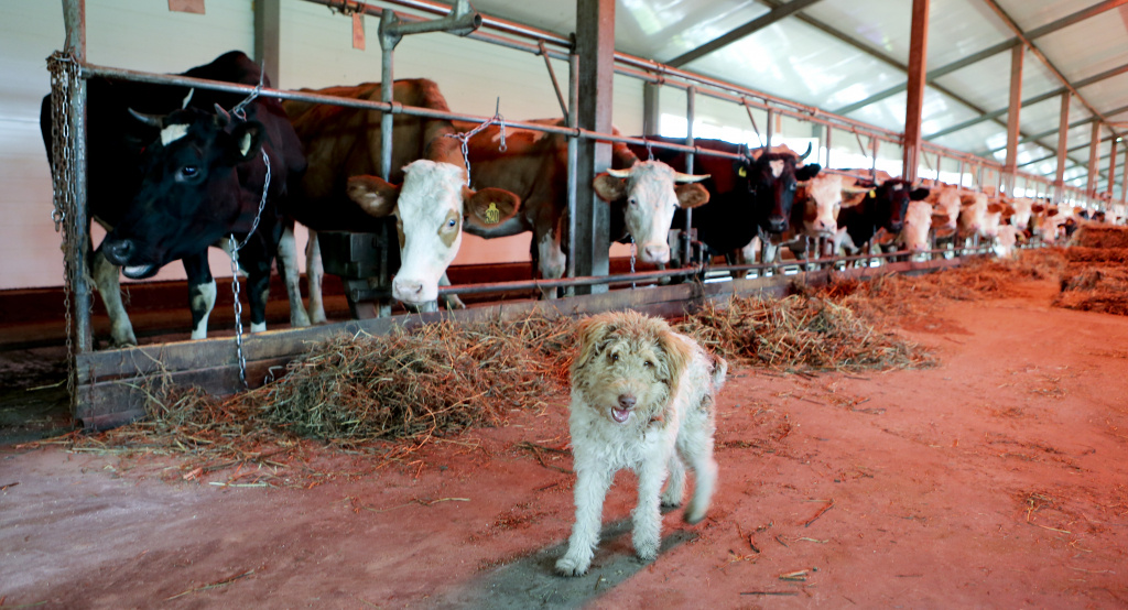    В Югре в апреле на вирус лейкоза обследовали более 1100 голов скота