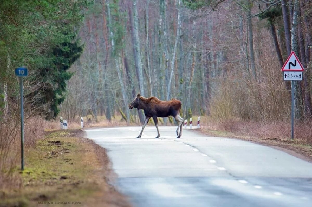    Лоси все чаще стали выходить в город и попадаться на глаза людям
