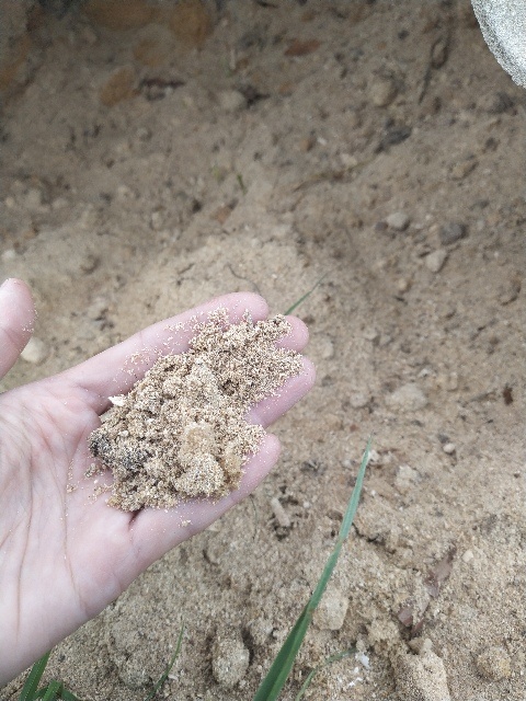 Перепревшие опилки отлично удерживают влагу и защищают почву от сорняков.