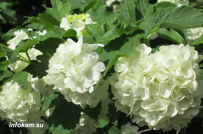    Соцветия клины-бульденеж