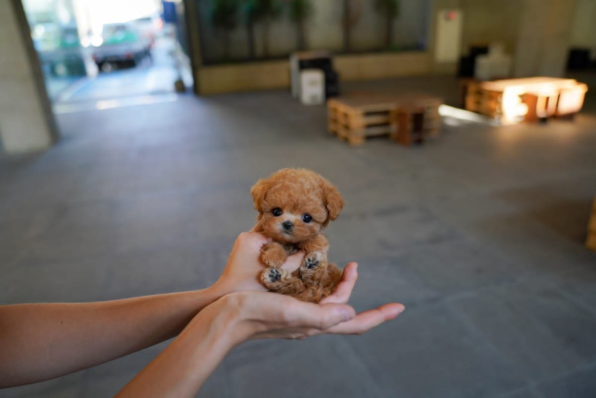 Каждое второе объявление по продаже собак на «Авито» выглядит примерно так. 