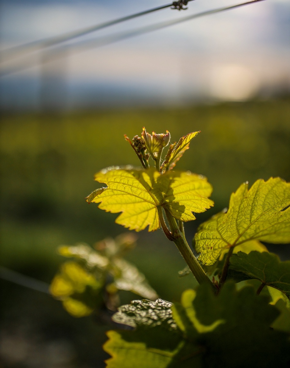 Винодельня "Усадьба Дивноморское", с. Дивноморское, Краснодарский край