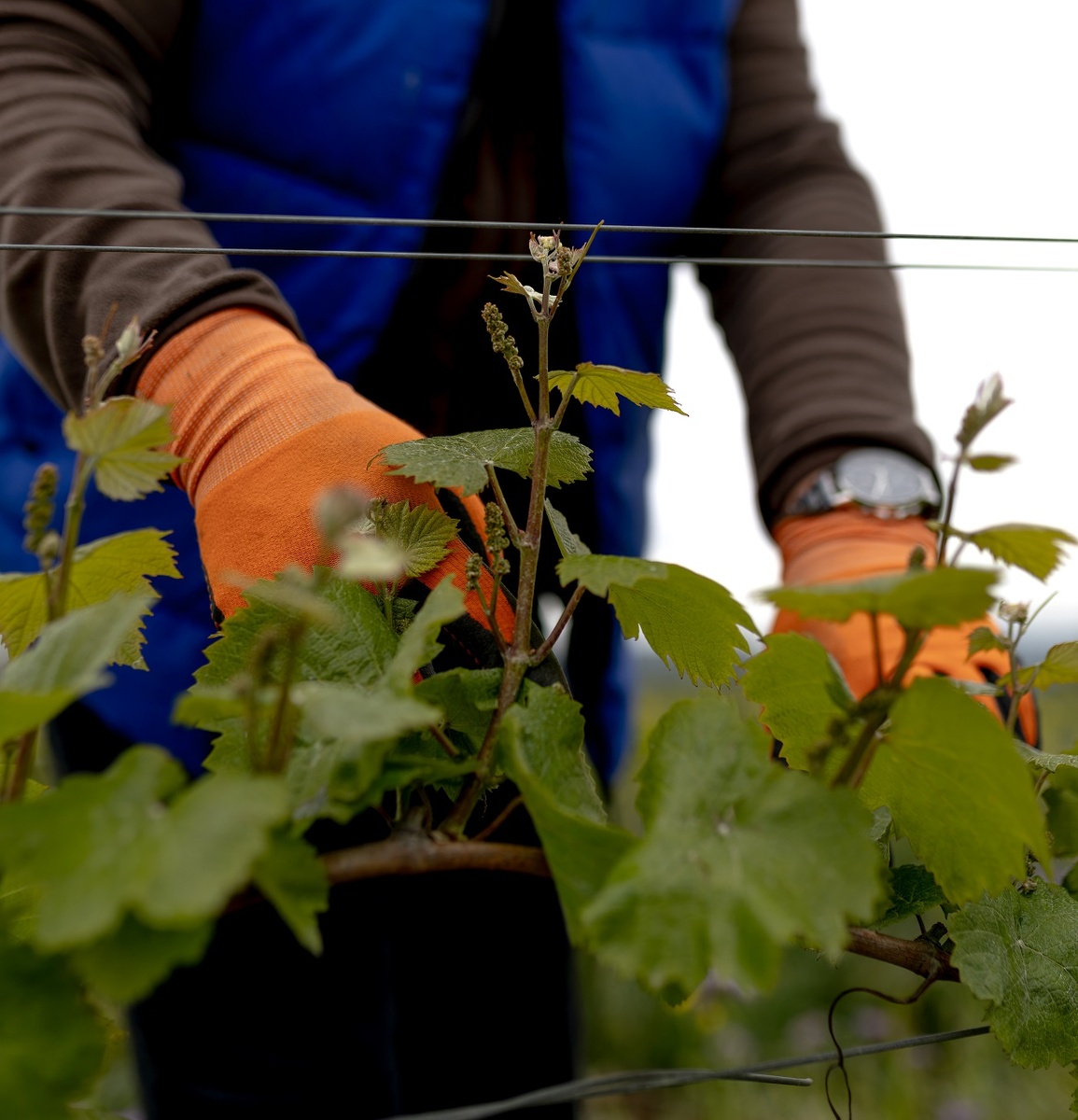 Винодельня "Усадьба Дивноморское", с. Дивноморское, Краснодарский край
