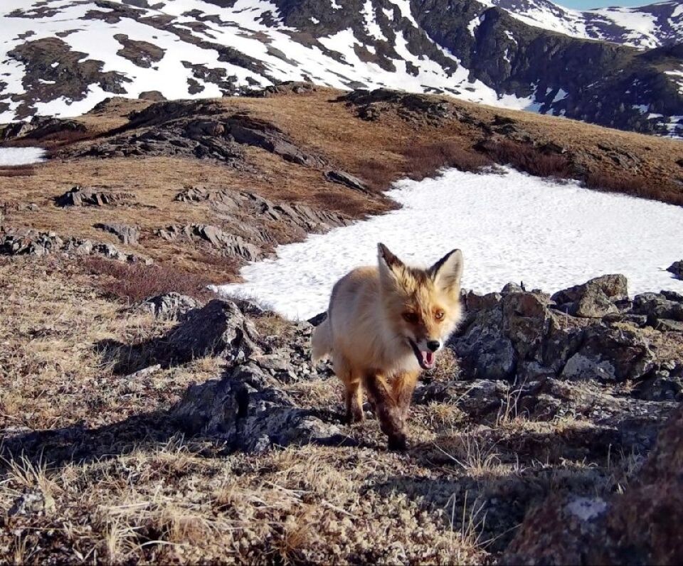    Лисица и медведи в высокогорье Алтайского заповедника. Источник: Фотоловушка. Установка – Юрий Калинкин