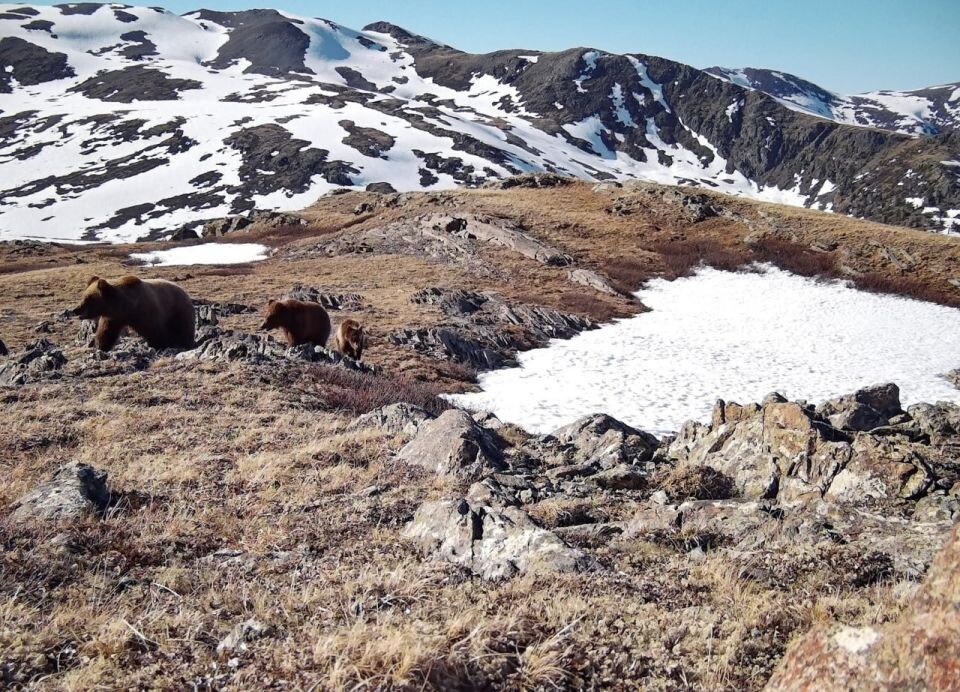    Лисица и медведи в высокогорье Алтайского заповедника. Источник: Фотоловушка. Установка – Юрий Калинкин