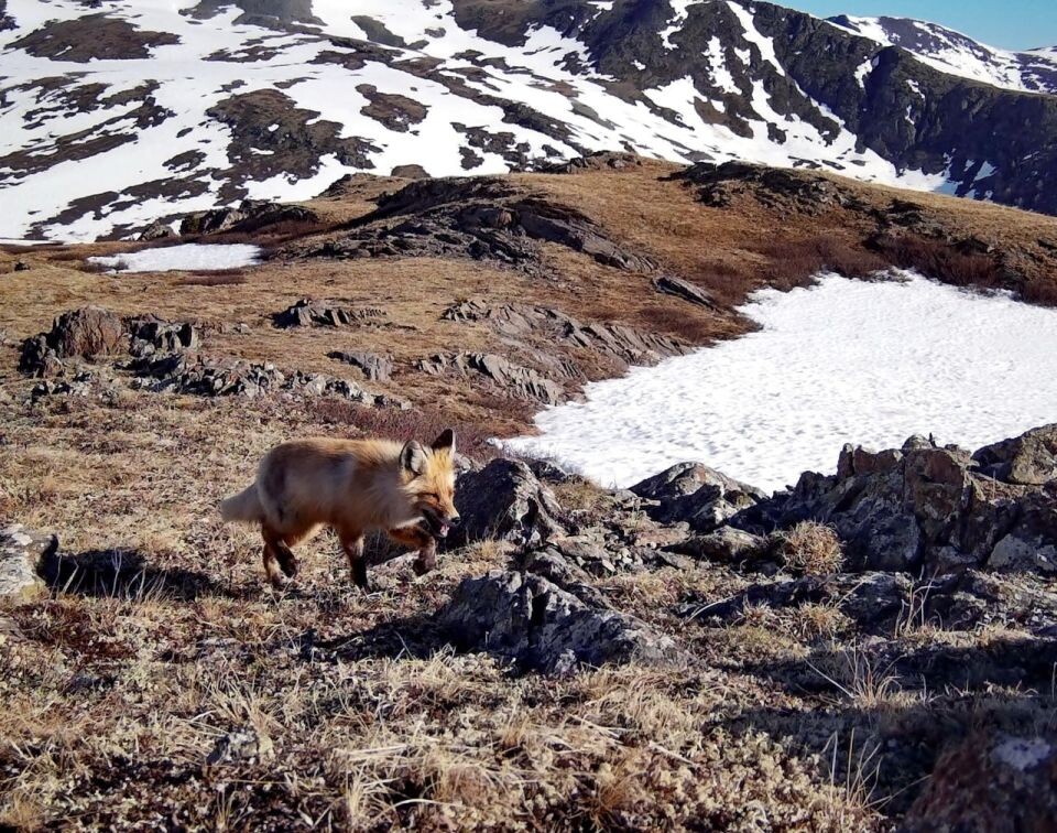    Лисица и медведи в высокогорье Алтайского заповедника. Источник: Фотоловушка. Установка – Юрий Калинкин