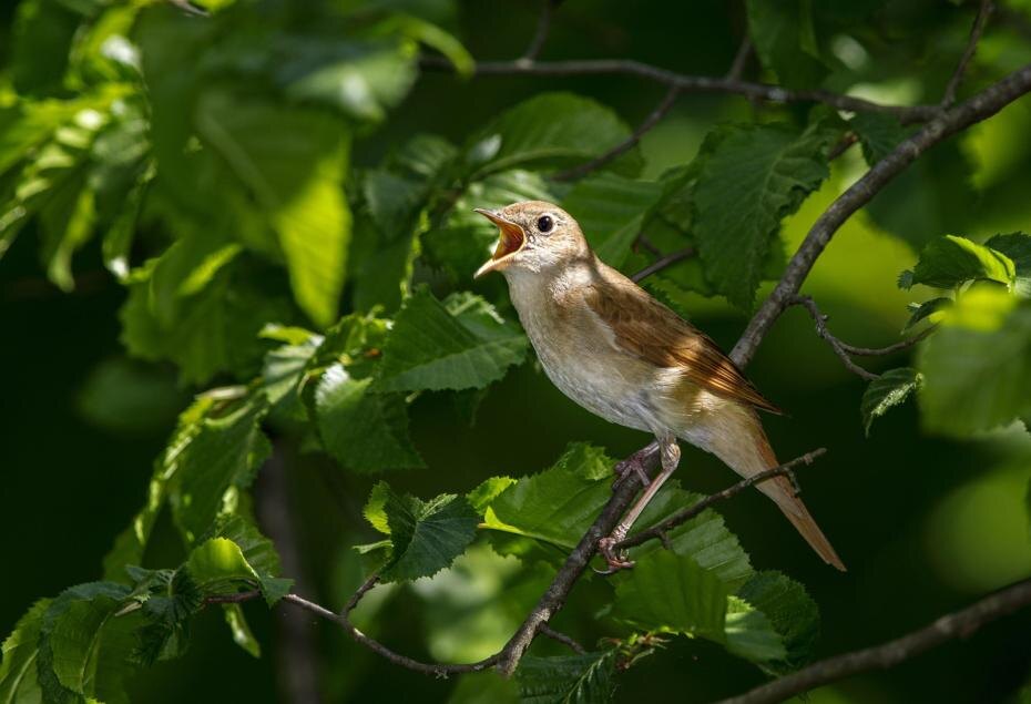    Christian Naumann/imagebroker.com/Global Look Press