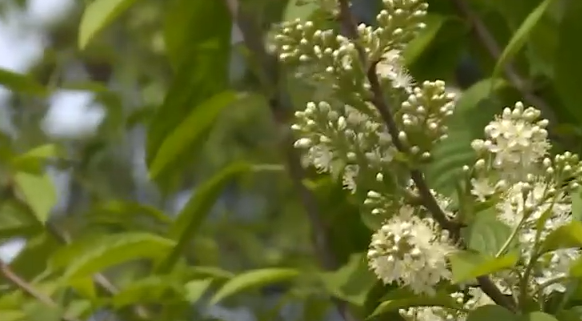     После череды холодных дней в Красноярск возвращается почти летняя погода