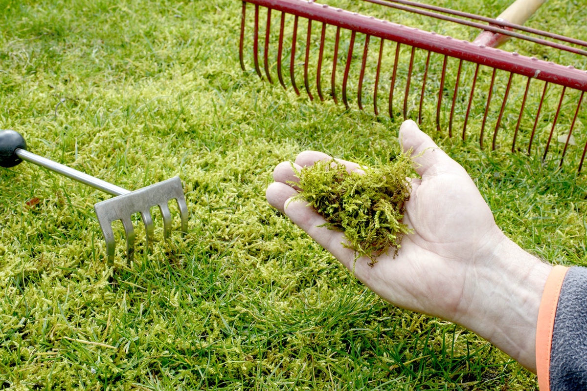    Мох на дачном участке выглядит живописно. / Фото: istock