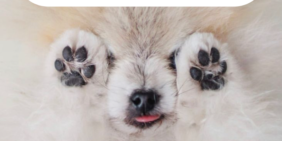 📢 Летняя опасность для наших собак