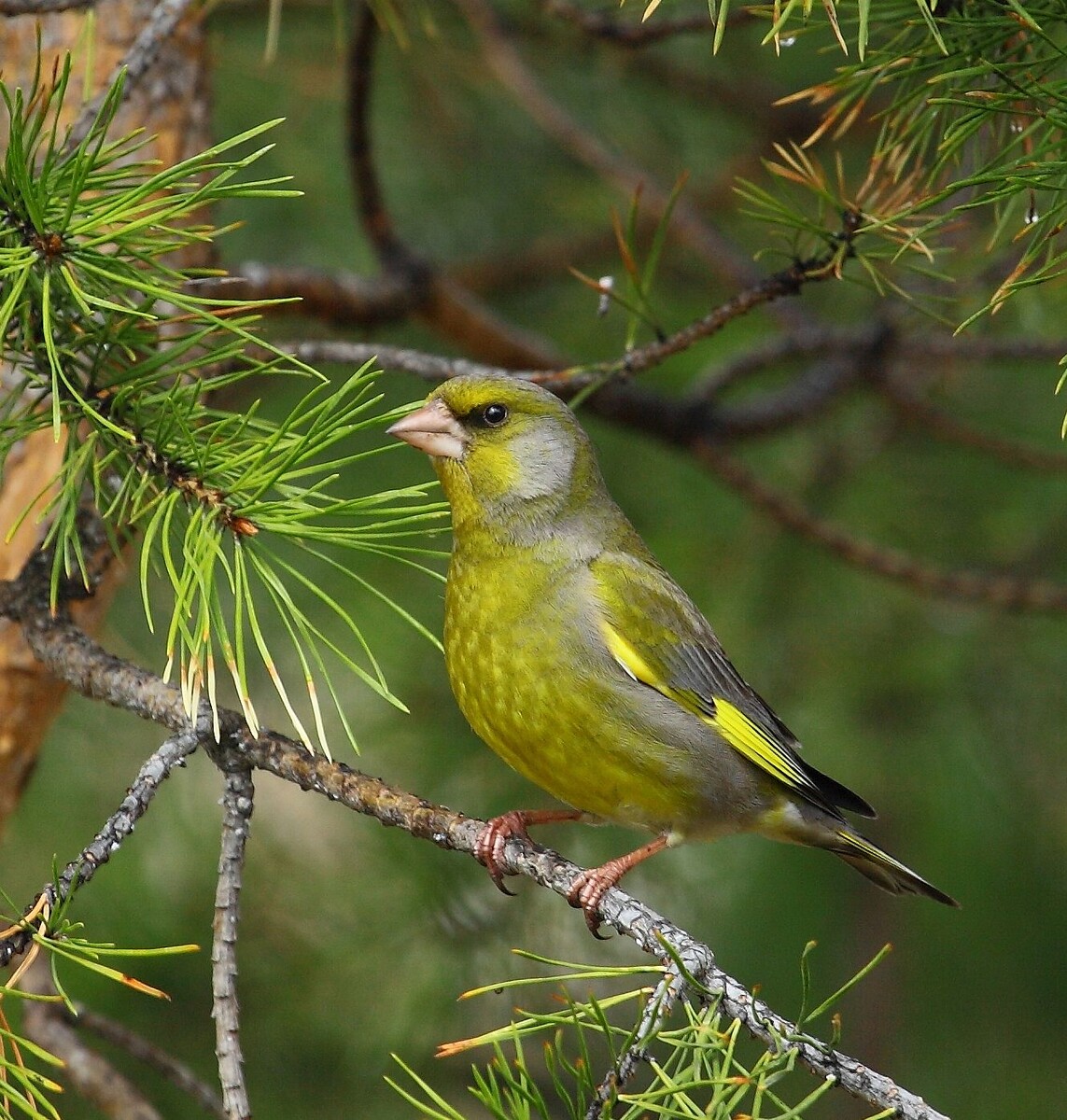 Птичка зеленушка