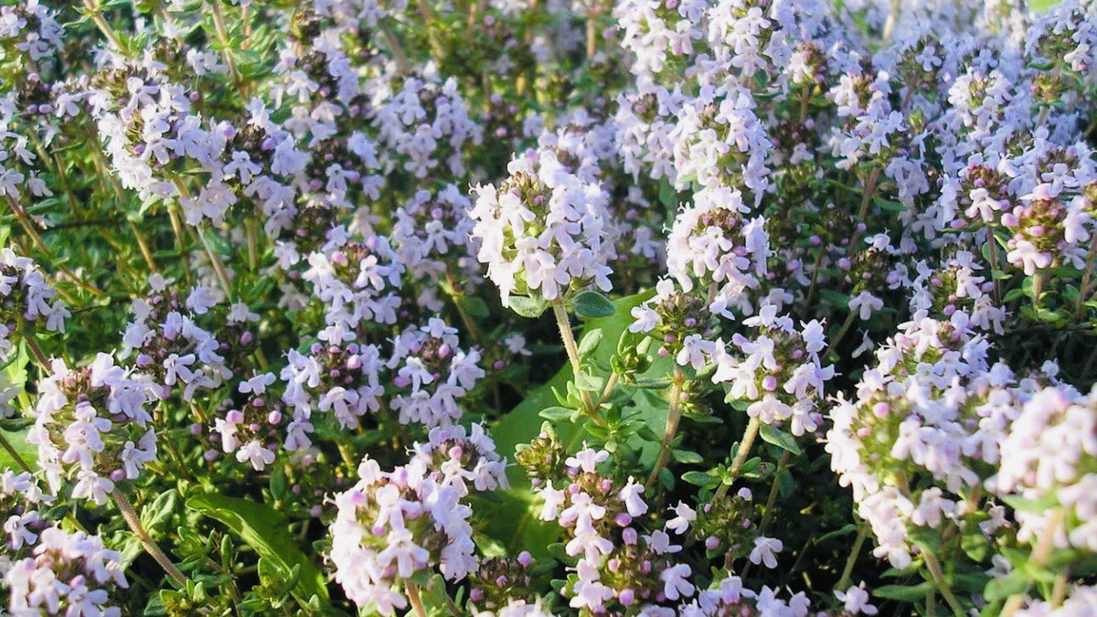 Тимьян обыкновенный