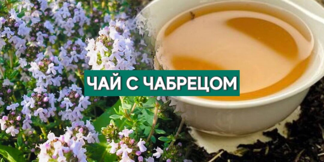Чай с чабрецом: когда похвалит и доктор, и бабушка